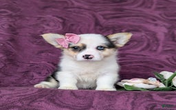 Welsh Corgi Pembroke dogs for sale: Kandee - Image 1