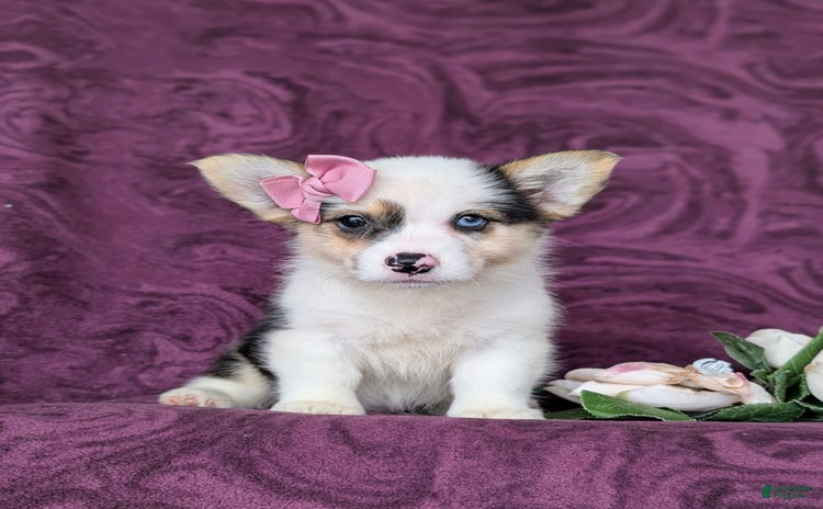 Welsh Corgi Pembroke dogs for sale - Ad 1