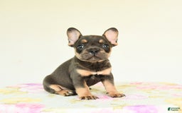 French Bulldog dogs for sale: Happy - Image 3