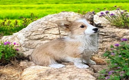 Welsh Corgi Pembroke dogs for sale: Tink Fluffy - Image 7