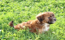 Shihpoo dogs for sale: Layla - Image 5