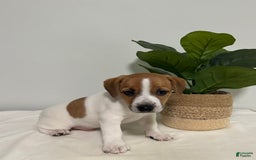 Jack Russell Terrier dogs for sale: Jasper - Image 2