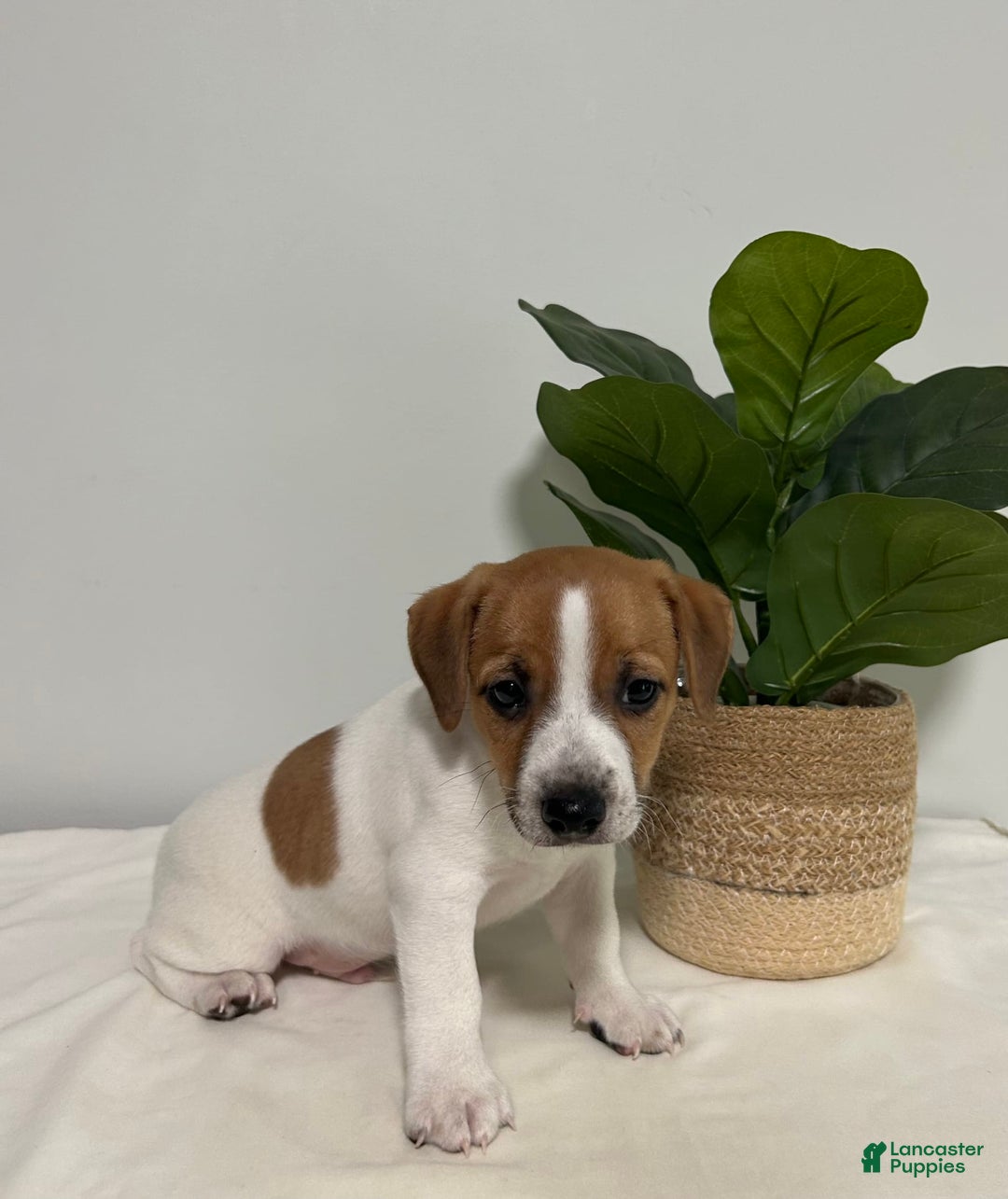 Jack Russell Terrier dogs for sale: Jasper - Image 2