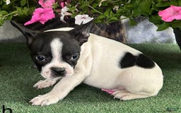 Boston Terrier dogs for sale: Dash - Image 3