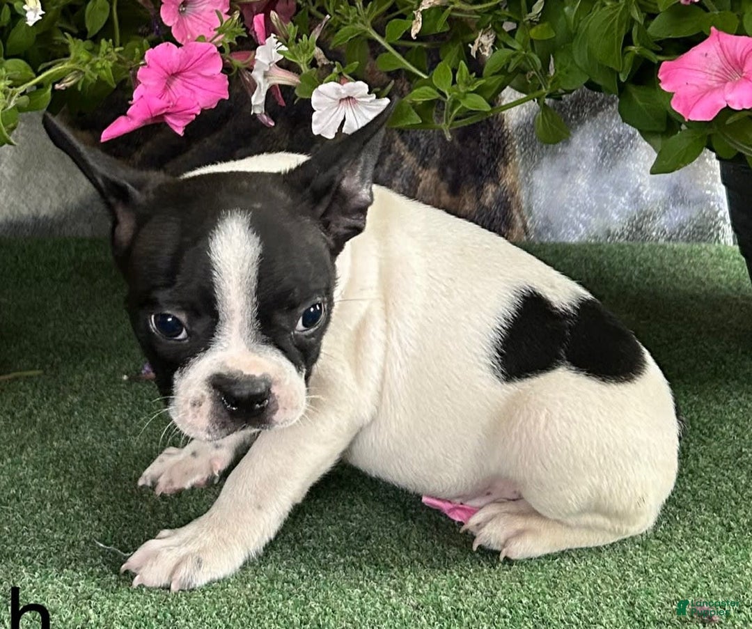 Boston Terrier dogs for sale: Dash - Image 3