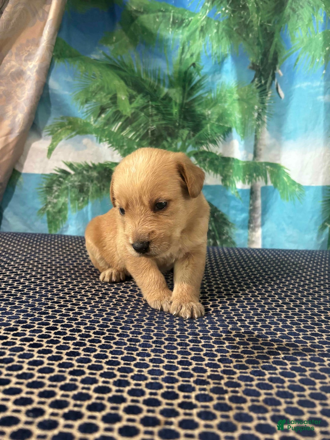 Labrador Retriever dogs for sale: King - Image 1