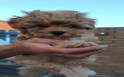 Maltipoo dogs for sale: Andy - Image 1
