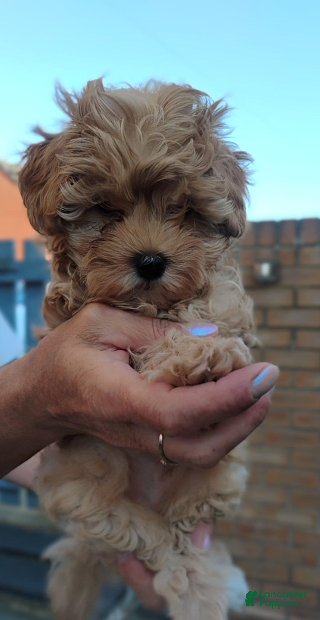 Maltipoo dogs for sale: Andy - Image 1