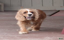 Cocker Spaniel dogs for sale: Turner - Image 9