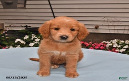 Goldador dogs for sale: Lulu - Image 2