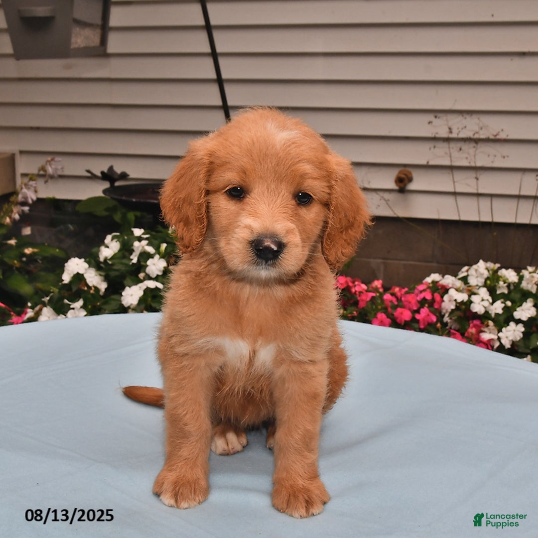 Goldador dogs for sale: Lulu - Image 2