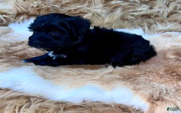 Miniature Schnauzer dogs for sale: Emerald - Image 6