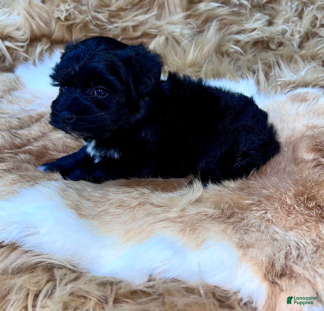 Miniature Schnauzer dogs for sale: Emerald - Image 6