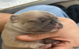French Bulldog dogs for sale: Creamy - Image 3