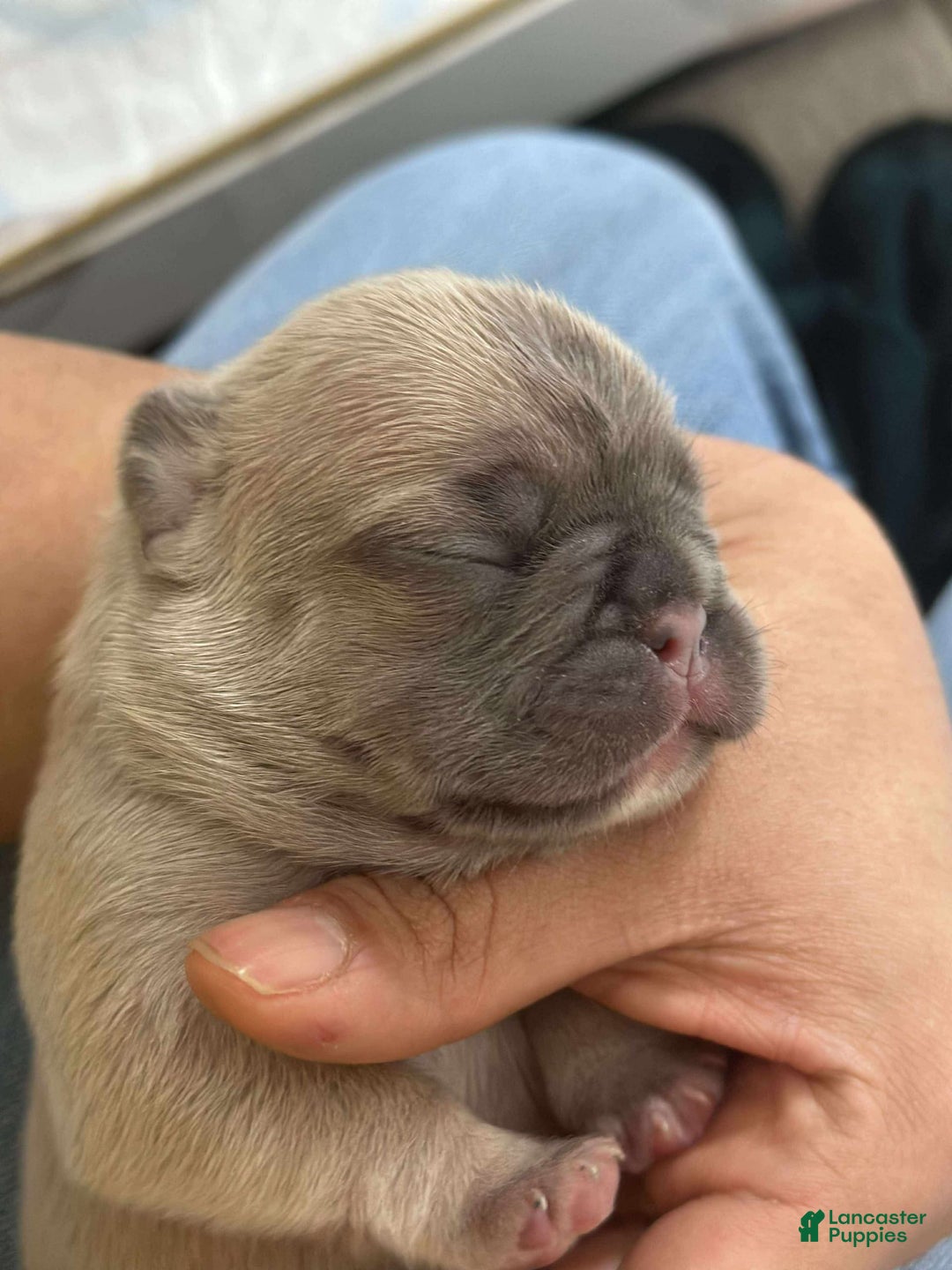 French Bulldog dogs for sale: Creamy - Image 3