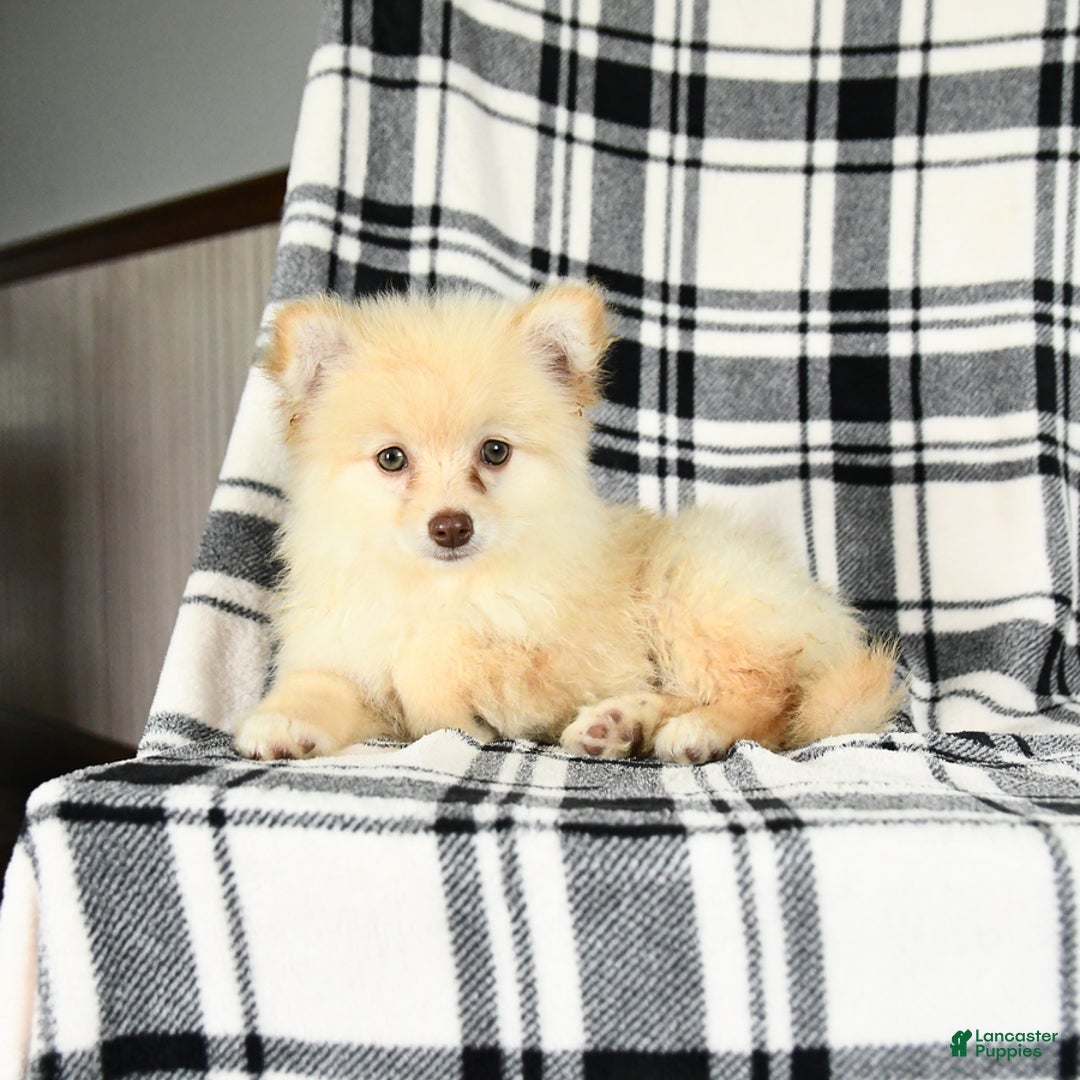 Pomeranian dogs for sale: Champ - Image 3