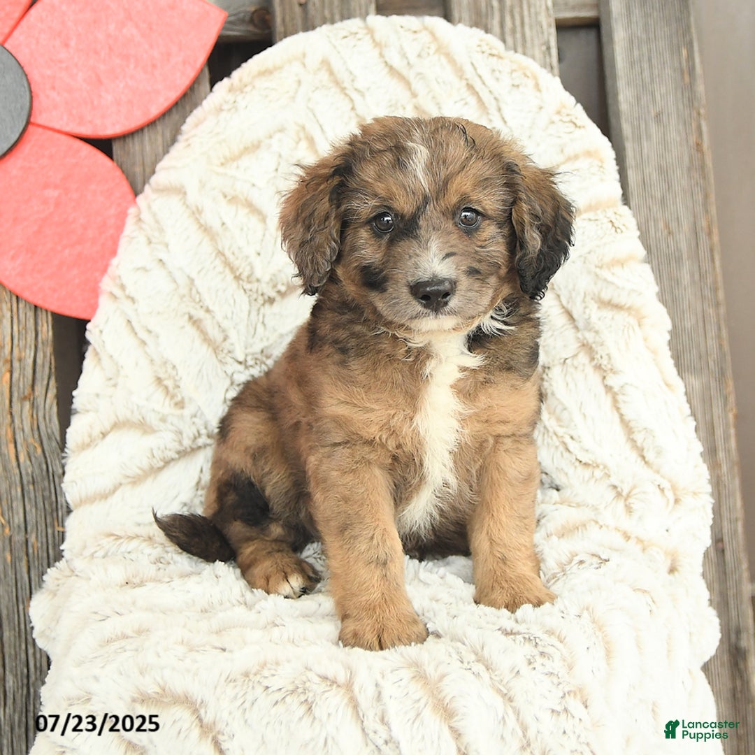 Mini Goldendoodle dogs for sale: Moose - Image 5