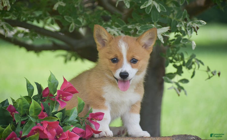 Welsh Corgi Pembroke dogs for sale - Ad 5