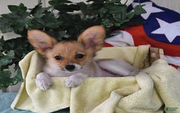Papillon dogs for sale: Melody - Image 3