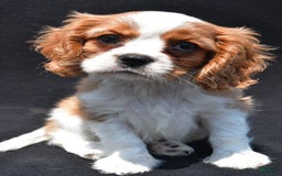 Cavalier King Charles Spaniel dogs for sale: Chase - Image 2