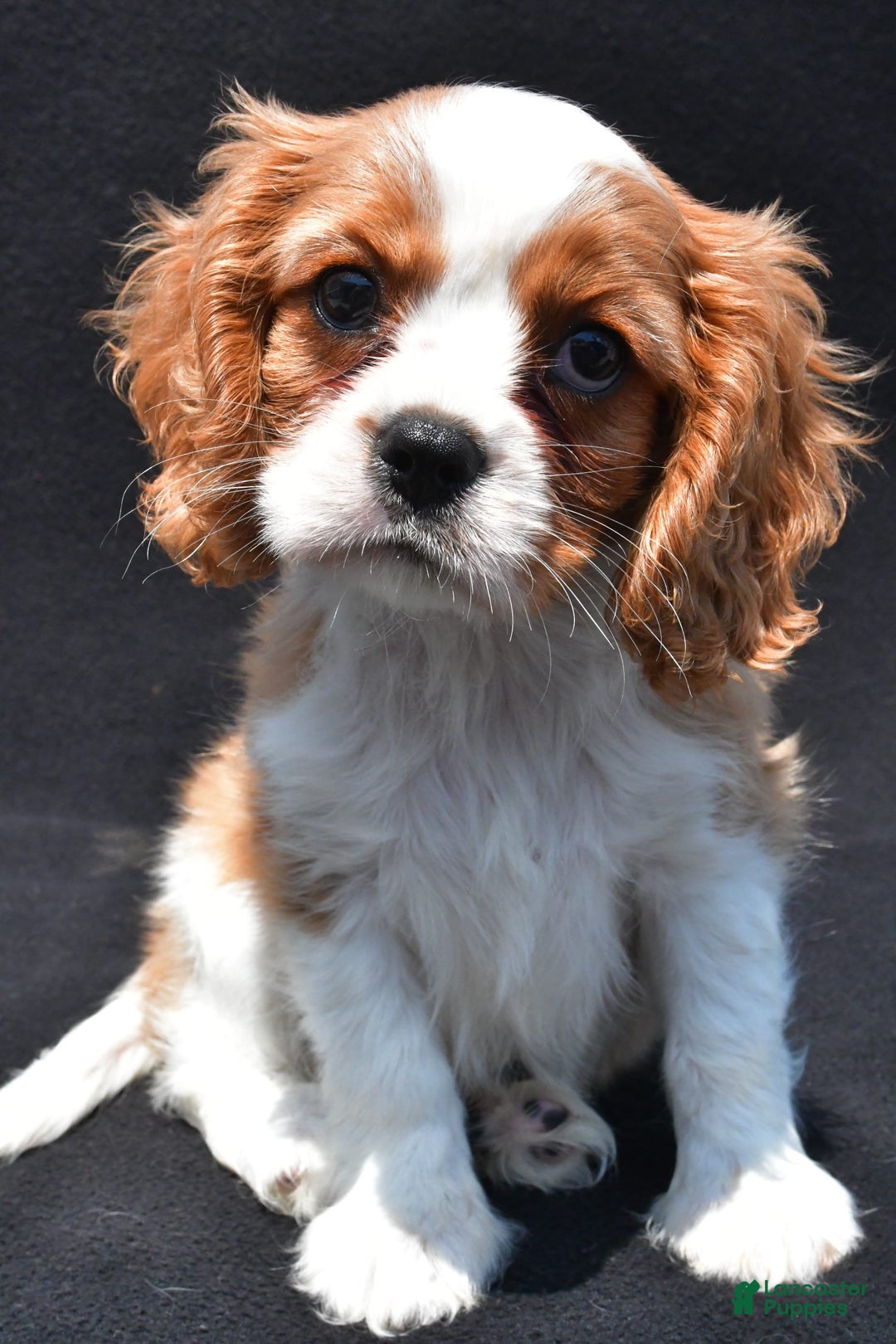 Cavalier King Charles Spaniel dogs for sale: Chase - Image 2
