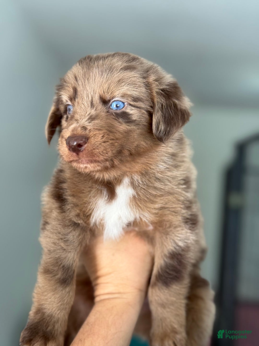 Australian Shepherd dogs for sale: Chip - Image 1