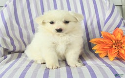 Eskipoo dogs for sale: Mona - Image 1