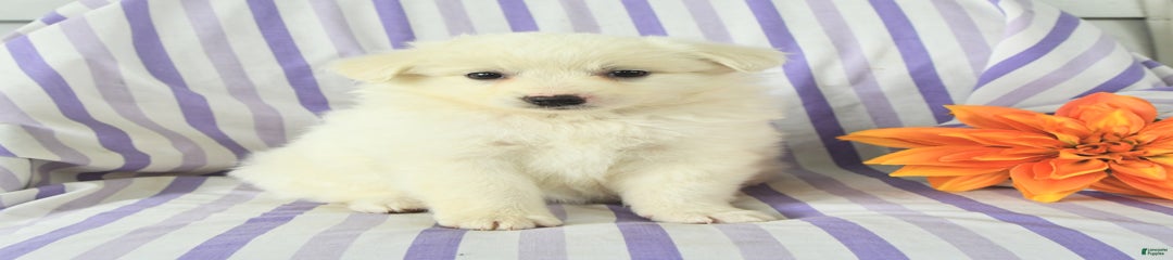 Mona