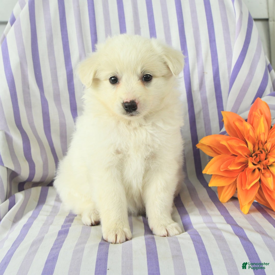Eskipoo dogs for sale: Mona - Image 1