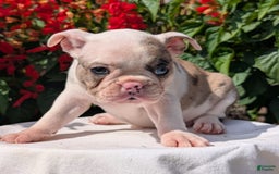 Frenchton dogs for sale: Noelle - Image 11