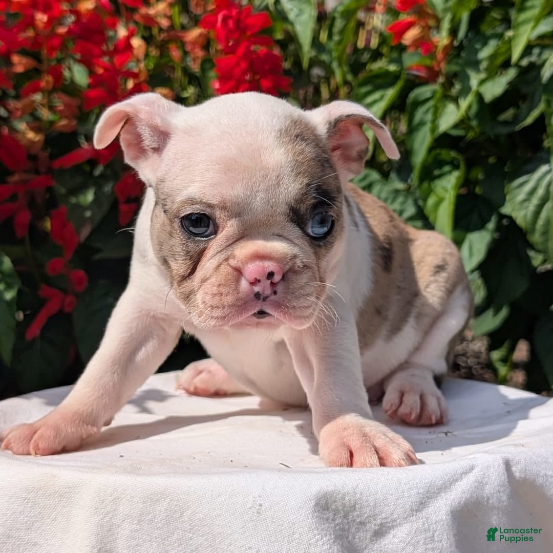 Frenchton dogs for sale: Noelle - Image 11