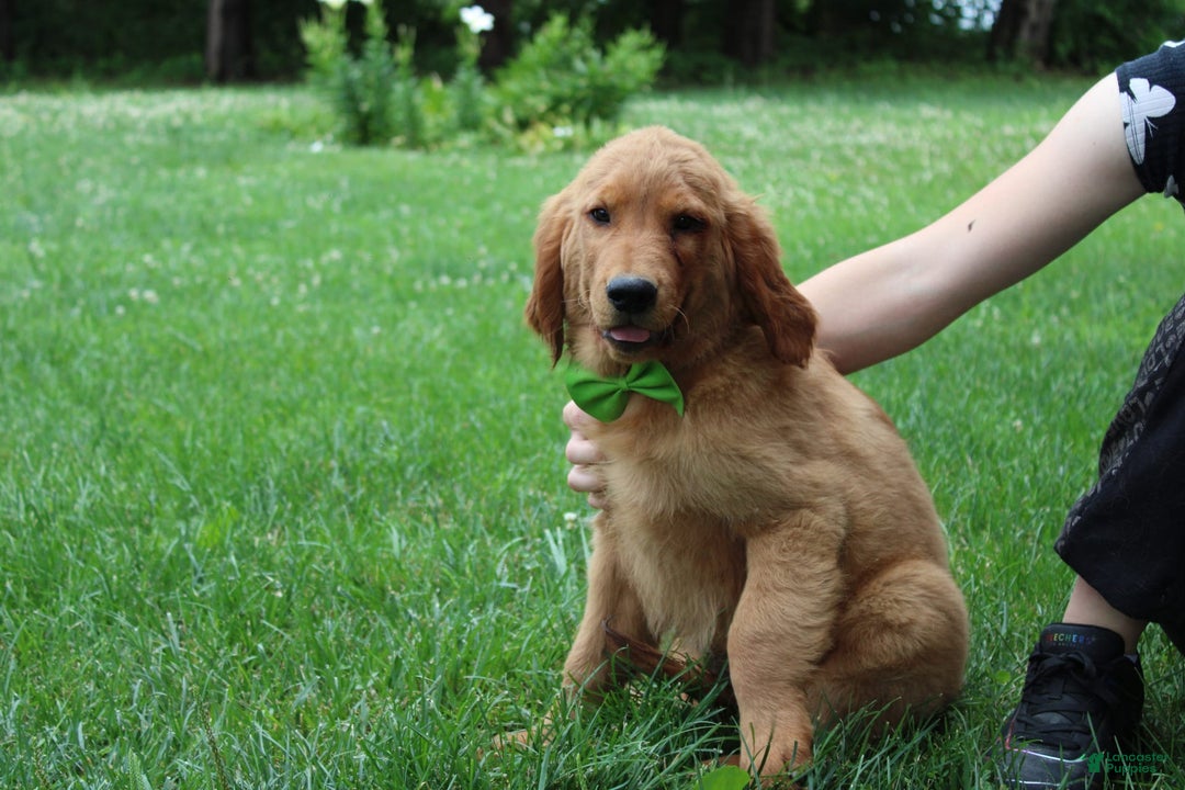 Golden Retriever dogs for sale: Gunther - Image 2