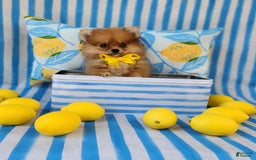 Pomeranian dogs for sale: Alvin - Image 1