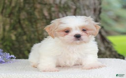 Shih Tzu dogs for sale: Colby - Image 3