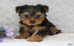 Yorkshire Terrier dogs for sale: Lincoln - Image 3