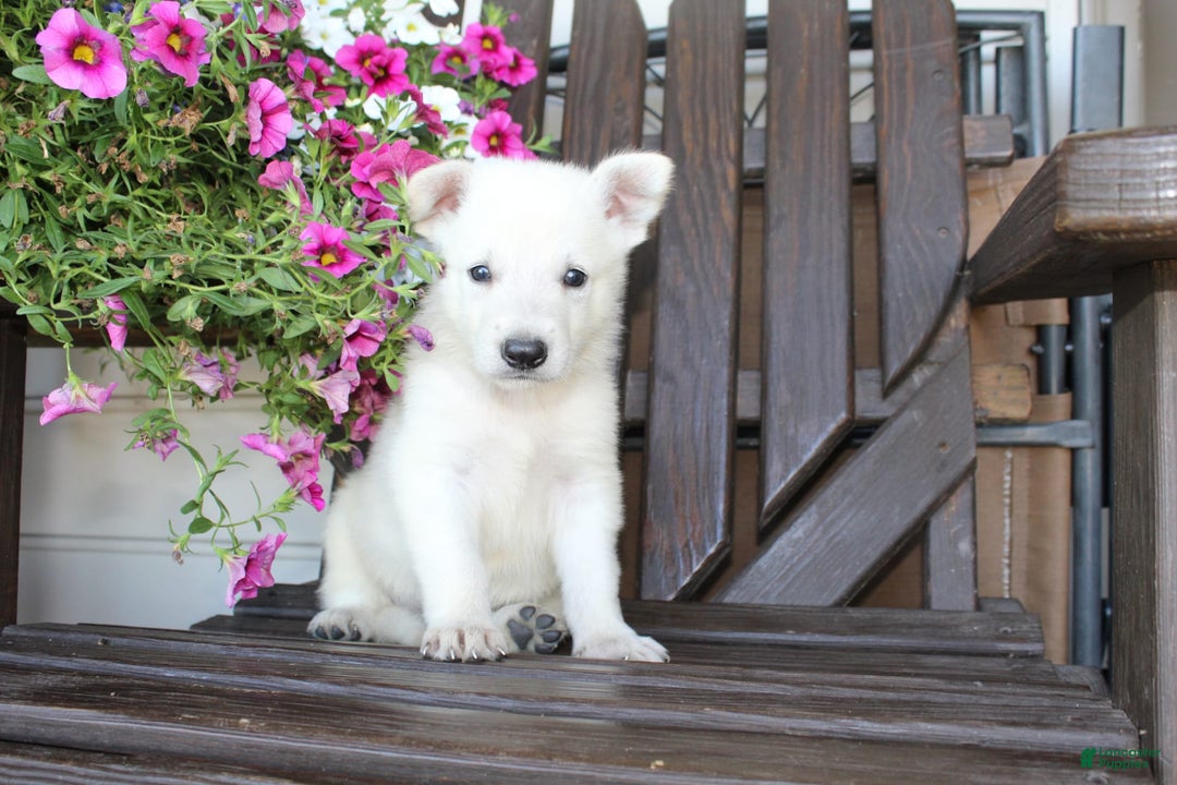 German Shepherd dogs for sale: Jasper - Image 3
