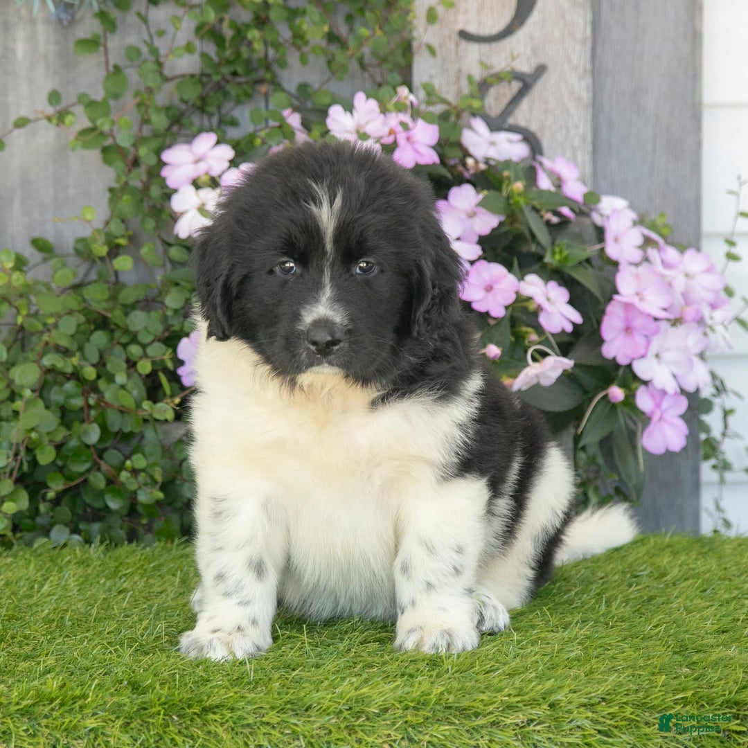 Newfoundland dogs for sale: Toby - Image 1