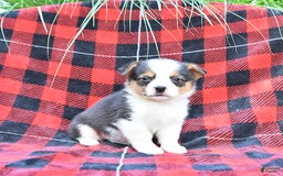 Welsh Corgi Pembroke dogs for sale: Scott - Image 3