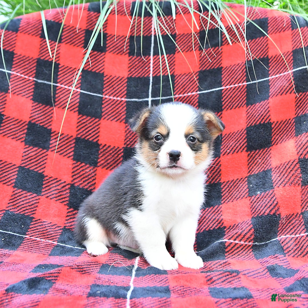 Welsh Corgi Pembroke dogs for sale: Scott - Image 3