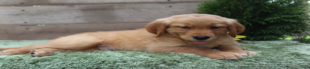 Murphy