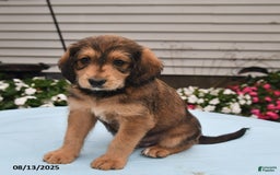 Goldador dogs for sale: Cooper - Image 3