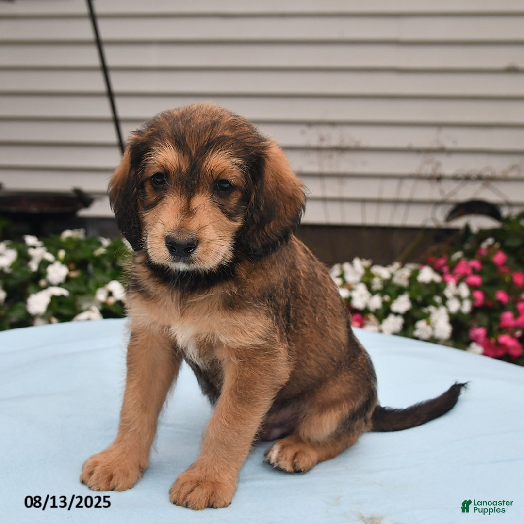 Goldador dogs for sale: Cooper - Image 3