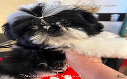 Shih Tzu dogs for sale: Pepper - Image 2
