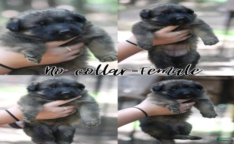 German Shepherd dogs for sale - Ad 5