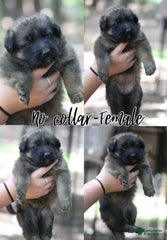 Longhaired Sable female