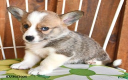 Welsh Corgi Pembroke dogs for sale: Scotty - Image 4