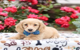 Miniature Dachshund dogs for sale: Parker - Image 6