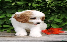 Cavapoo dogs for sale: Lenny - Image 5