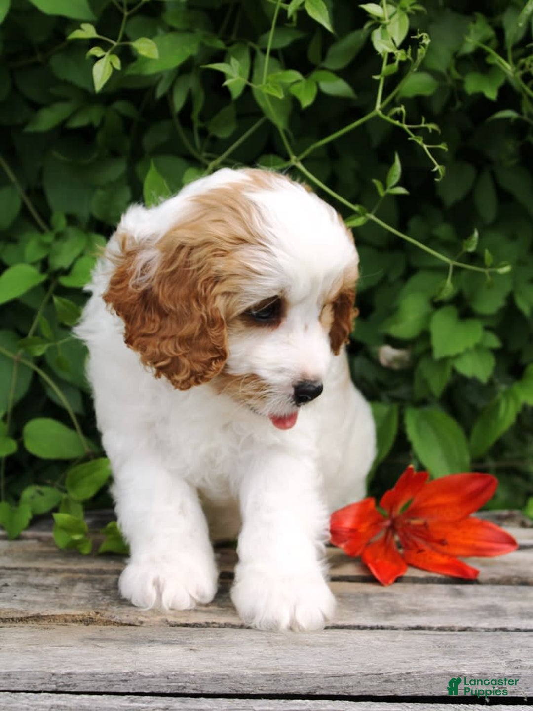 Cavapoo dogs for sale: Lenny - Image 5