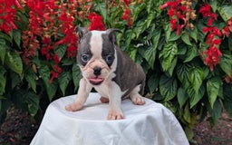 Frenchton dogs for sale: Nash - Image 6